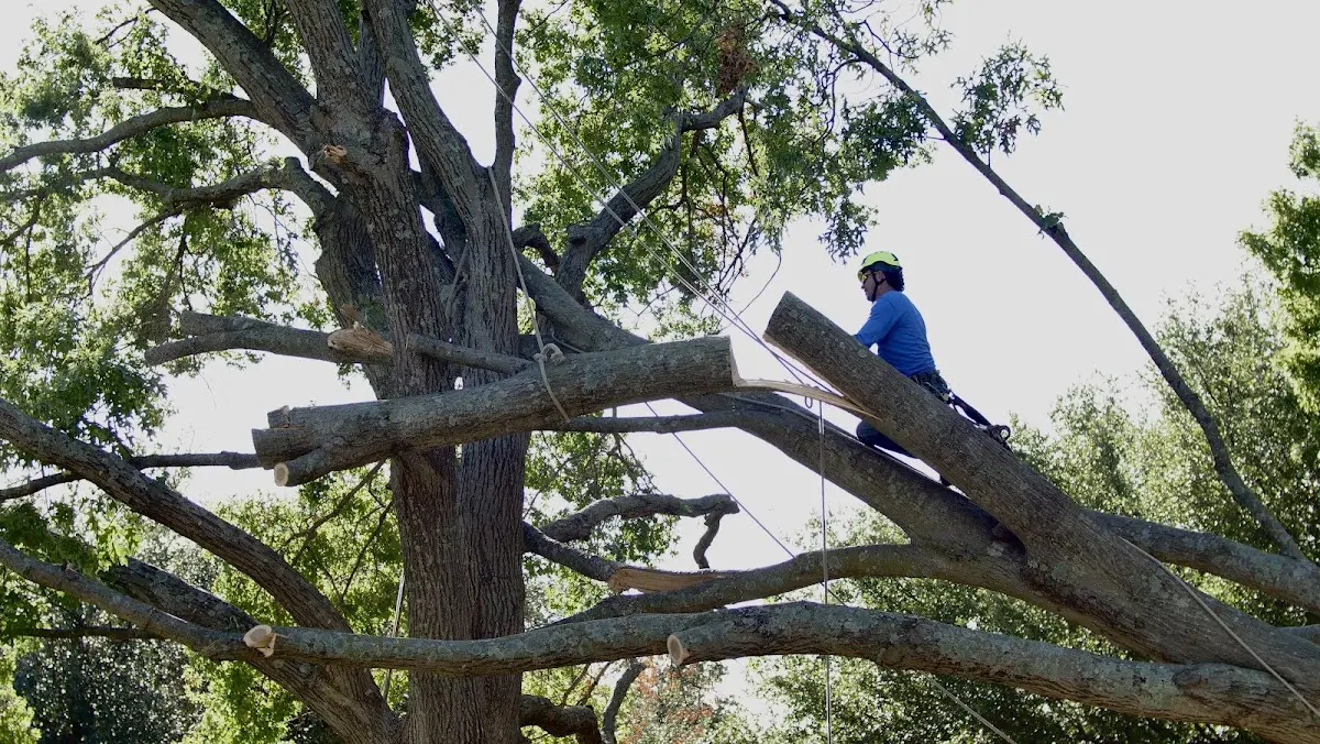 Professional Crown Thinning performed by certified arborists in Poughkeepsie